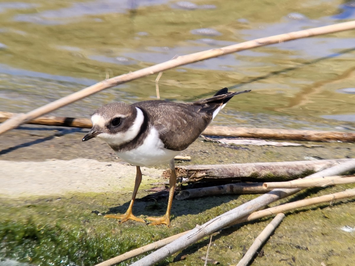 Common Ringed Plover - ML608722528
