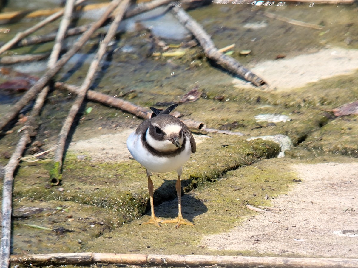 Common Ringed Plover - ML608722529