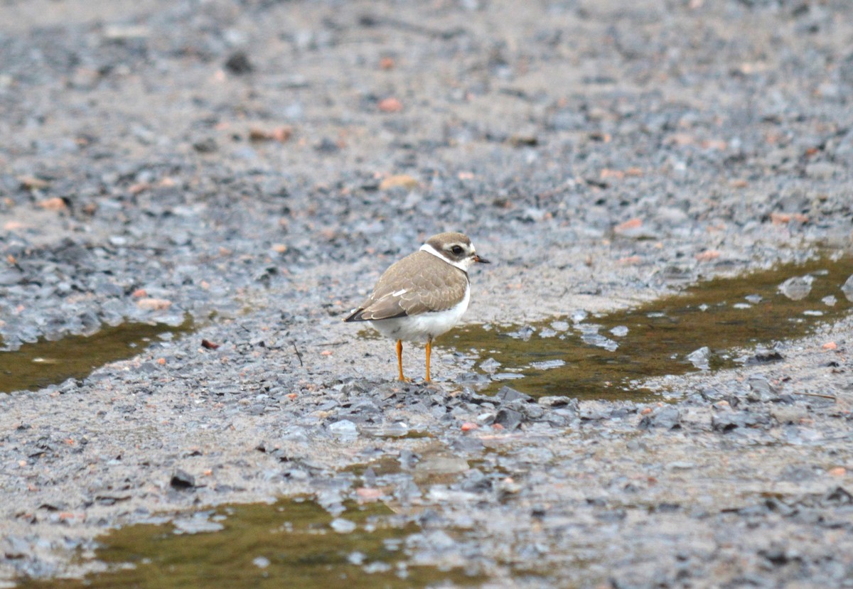 Semipalmated Plover - ML608722701