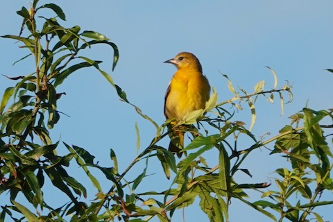 Baltimore Oriole - Karen Thompson