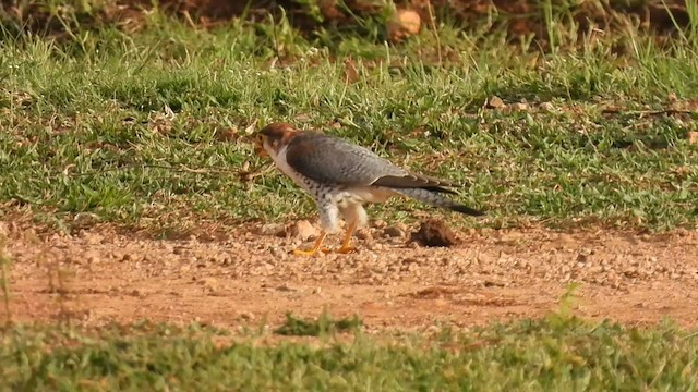 Red-necked Falcon - ML608723389