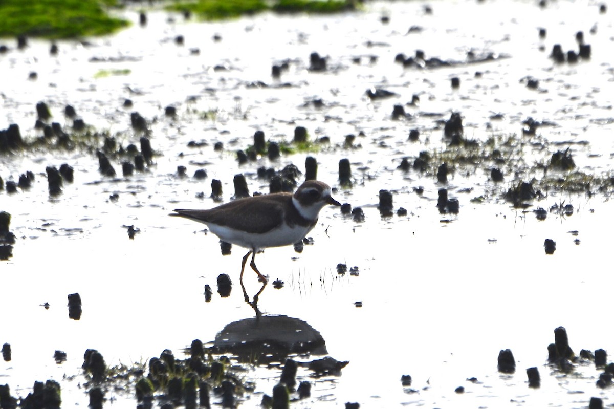 Semipalmated Plover - ML608723434