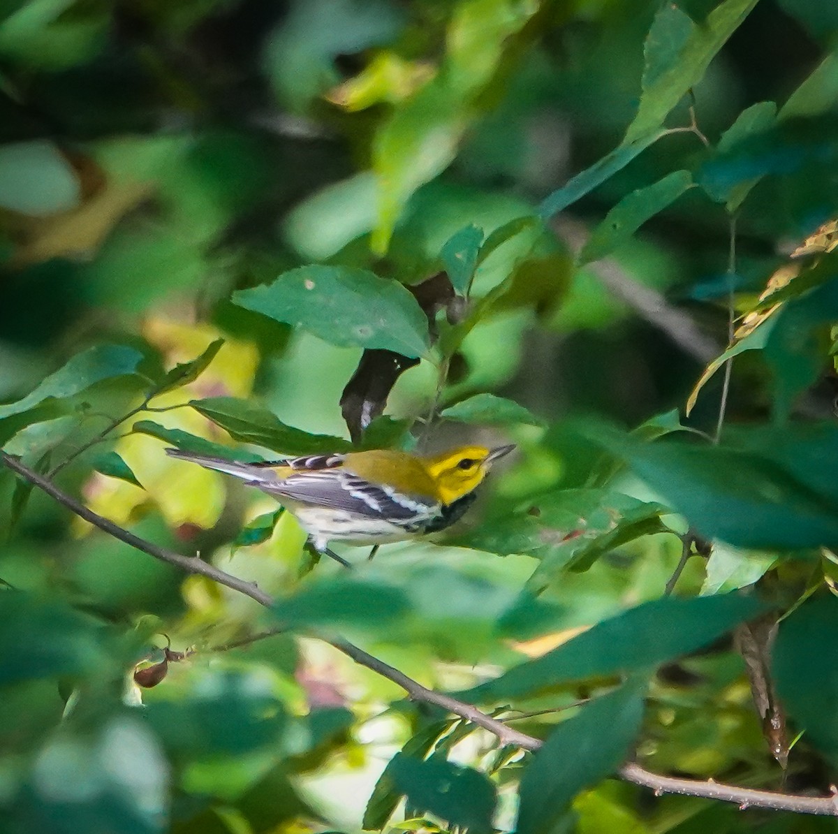 Black-throated Green Warbler - ML608723467