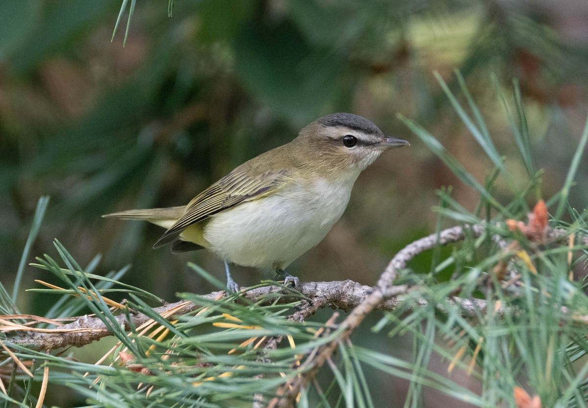 Ebird Checklist - 11 Sep 2023 - Parc Lepage - 36 Species