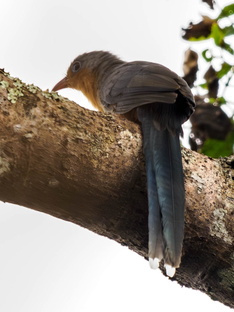 Red-billed Malkoha - ML608723513