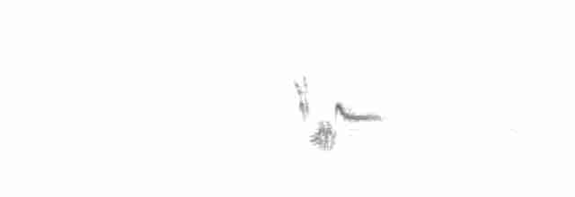 Tawny Pipit - ML608724111