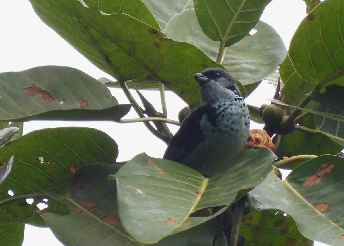 Azure-rumped Tanager - ML608724235