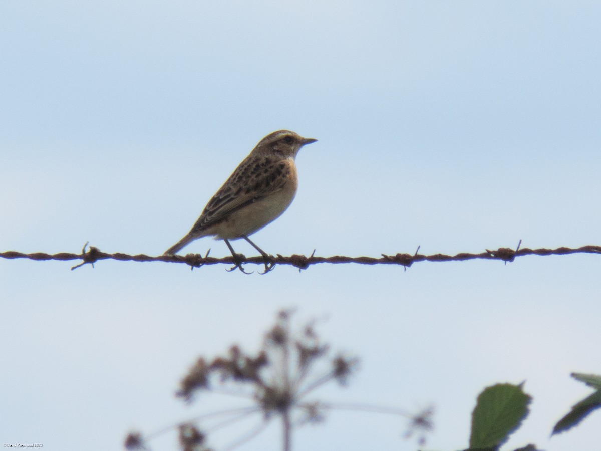 Whinchat - ML608724504