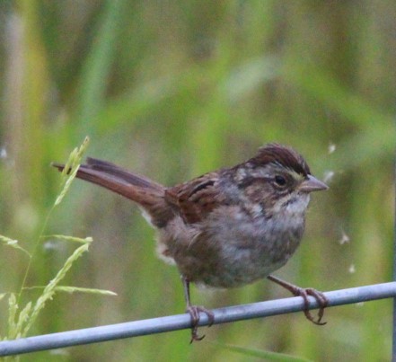 Swamp Sparrow - ML608724521