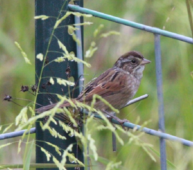 Swamp Sparrow - ML608724523