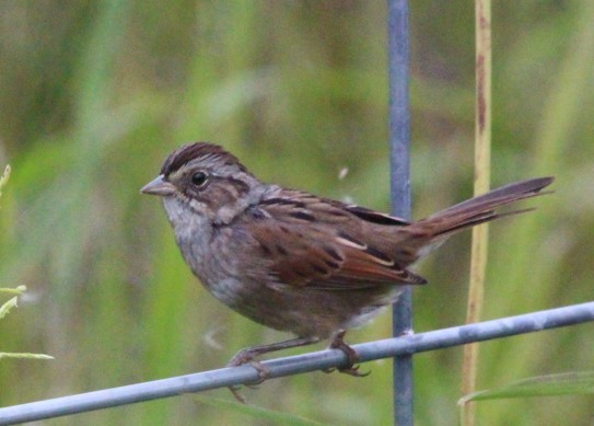 Swamp Sparrow - ML608724524