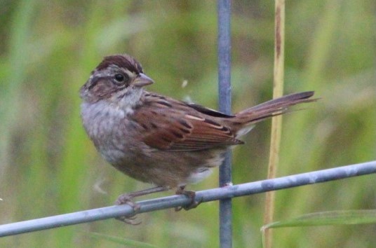 Swamp Sparrow - ML608724612