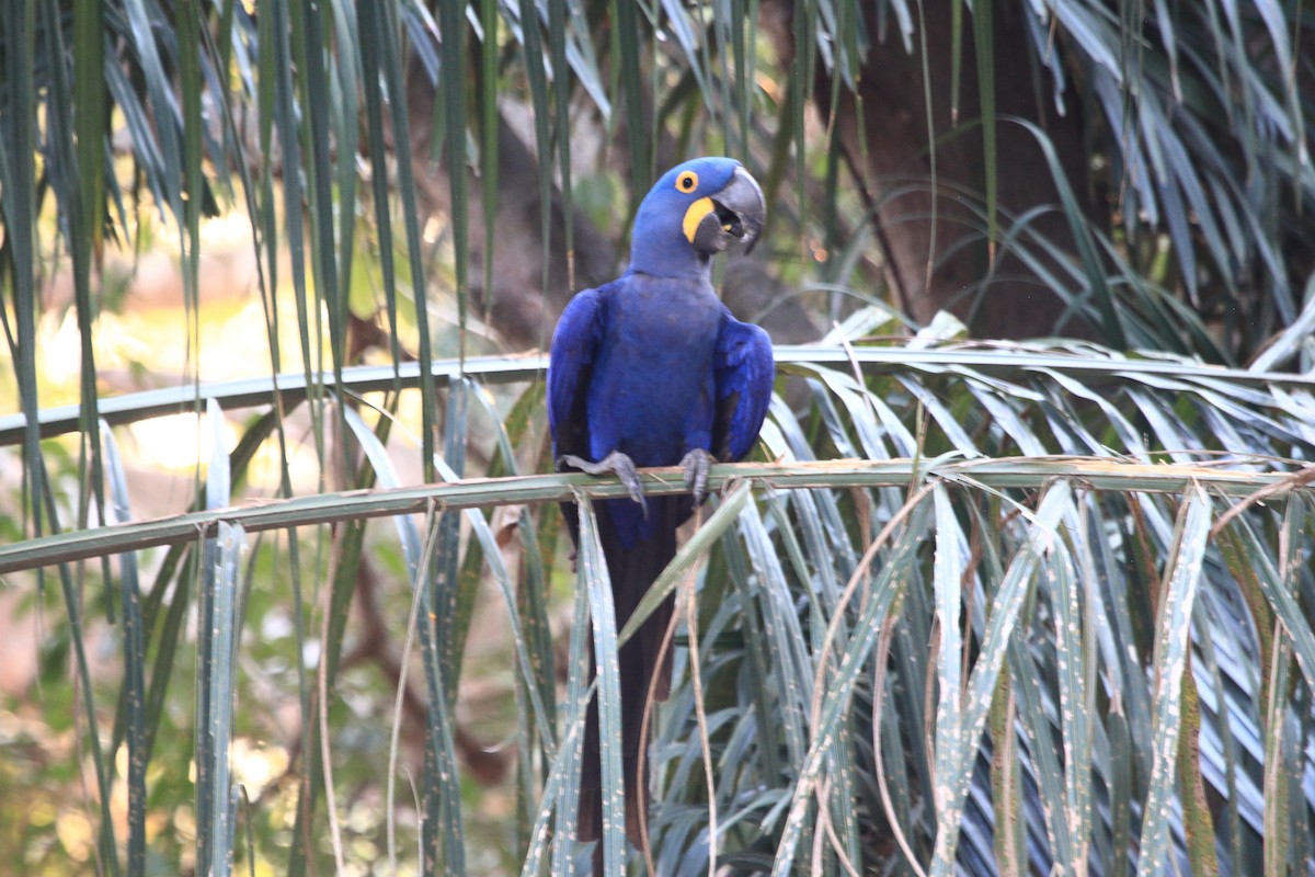 Hyacinth Macaw - ML608724837
