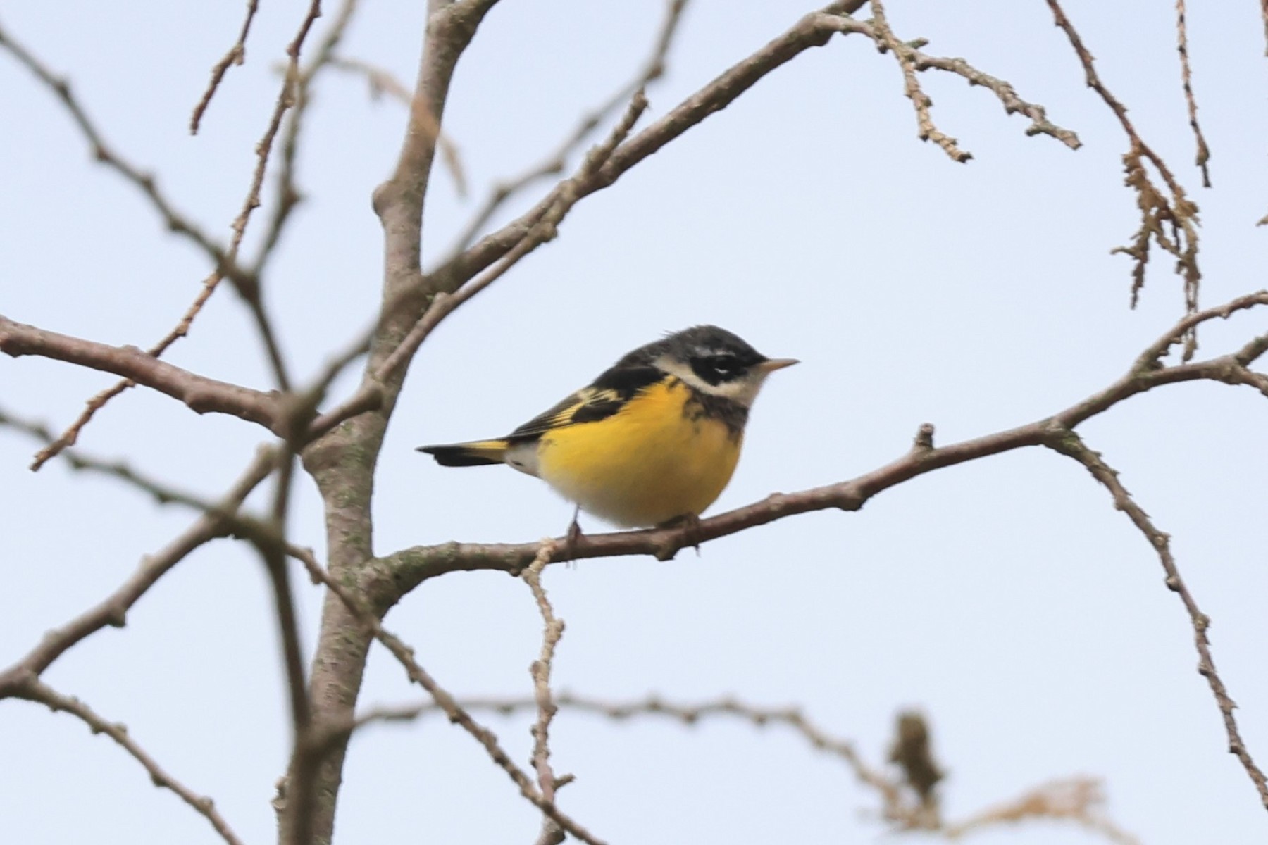 American Redstart x Magnolia Warbler (hybrid) - eBird