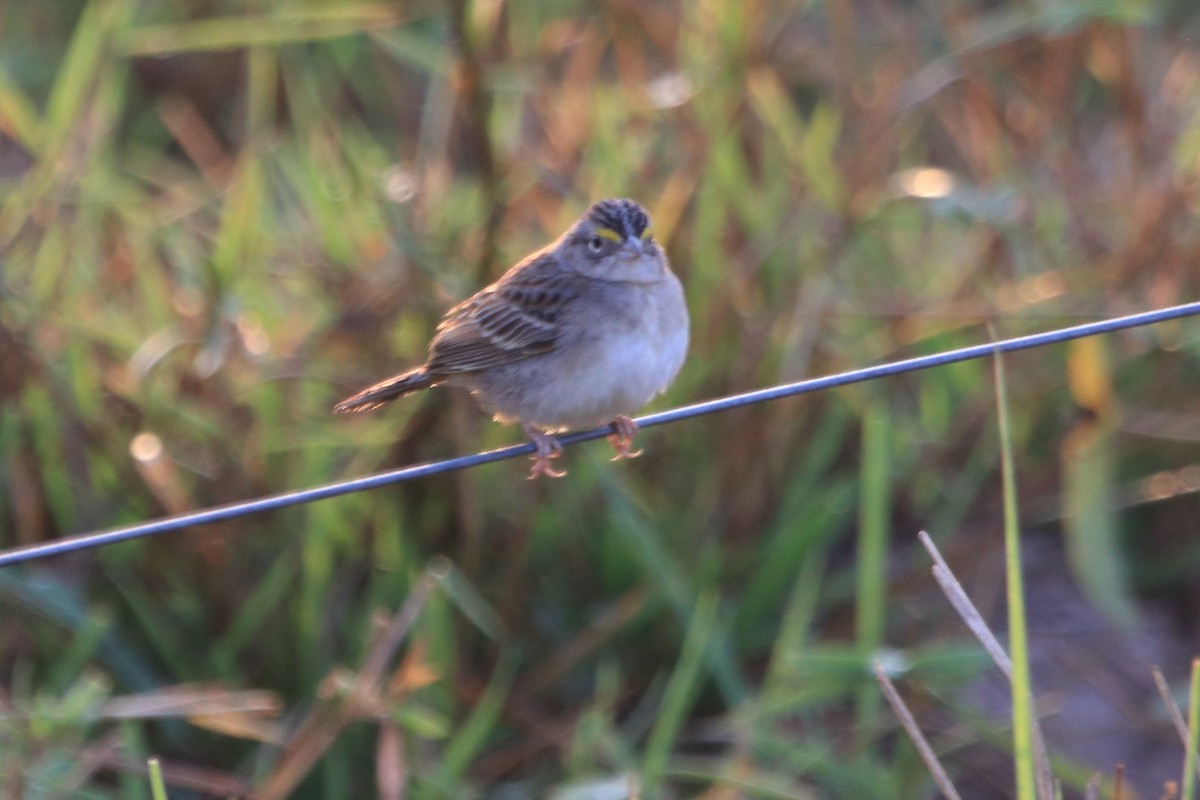 Grassland Sparrow - ML608724869