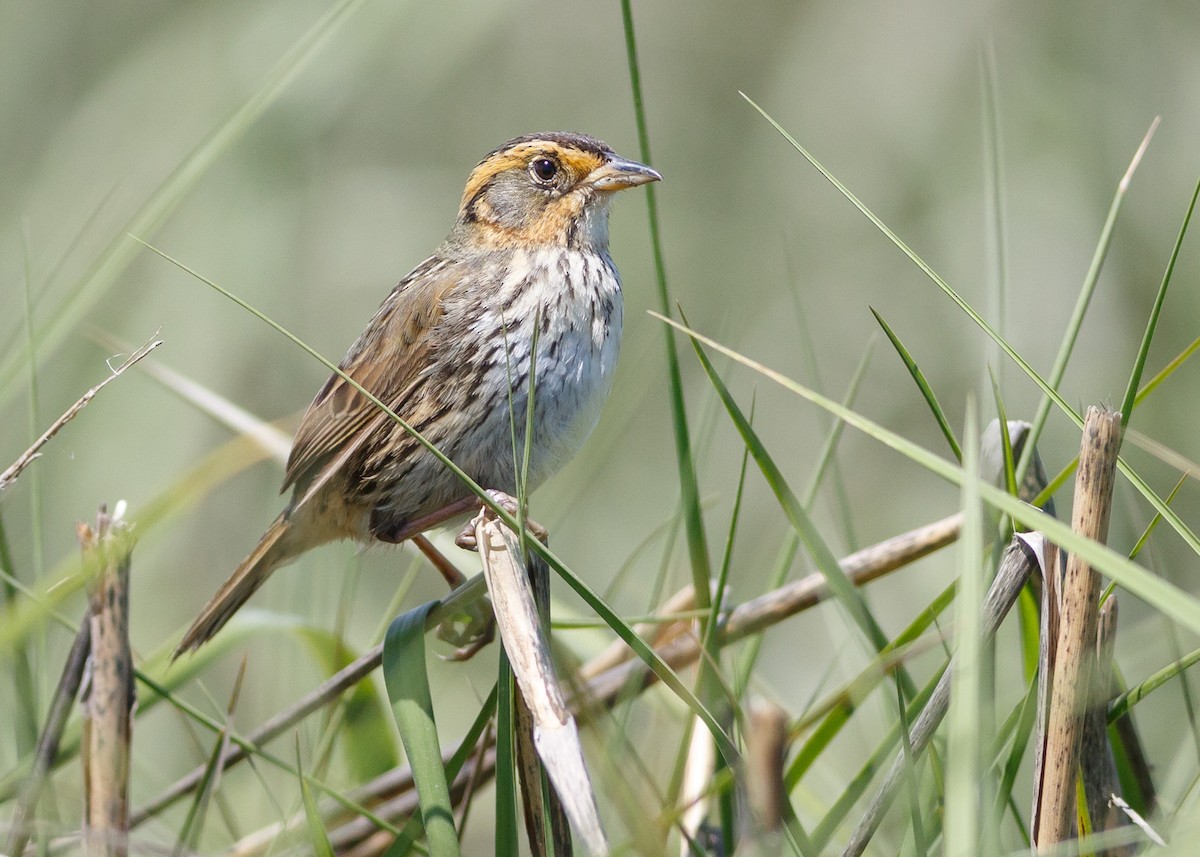Saltmarsh Sparrow - Darren Clark