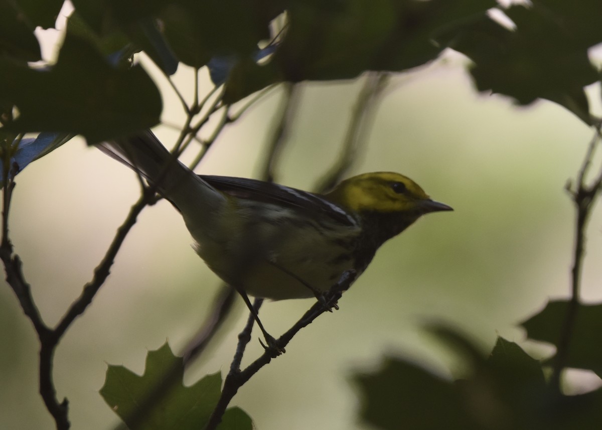 Black-throated Green Warbler - Stephen Falick