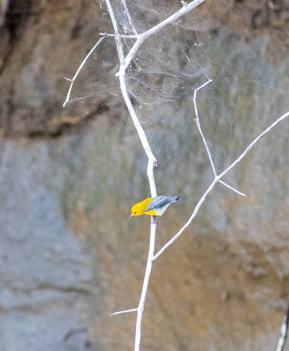 Prothonotary Warbler - ML608725473