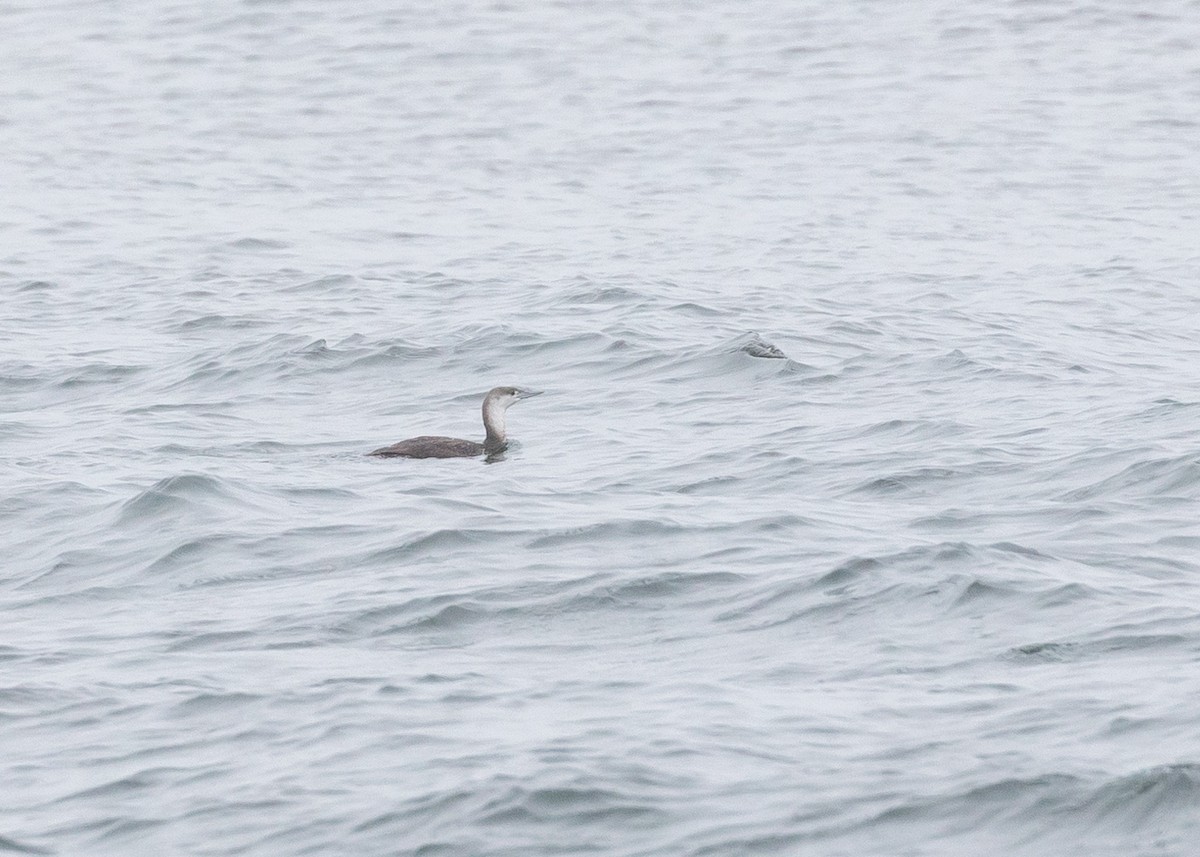 Red-throated Loon - ML60872551