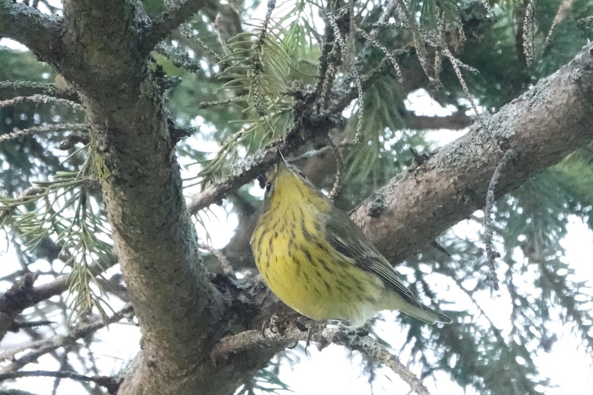 Cape May Warbler - ML608725538