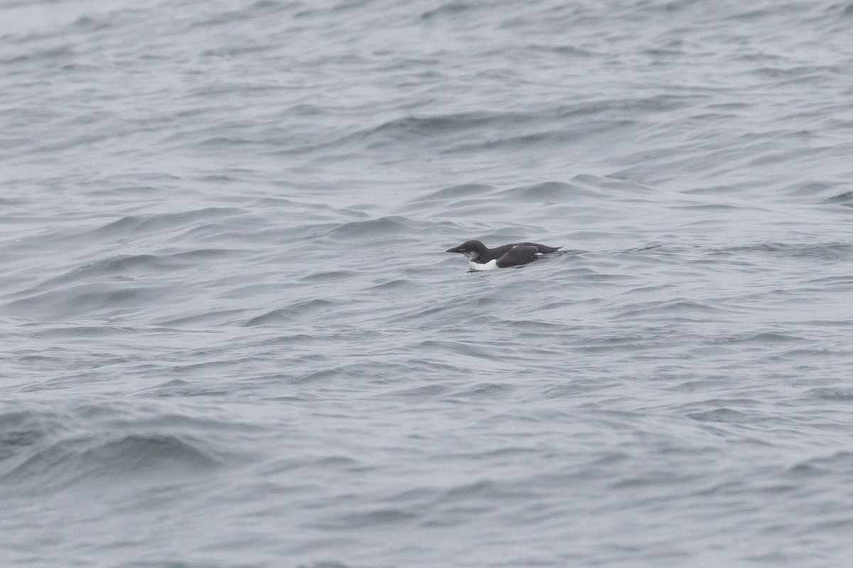 Thick-billed Murre - ML60872571
