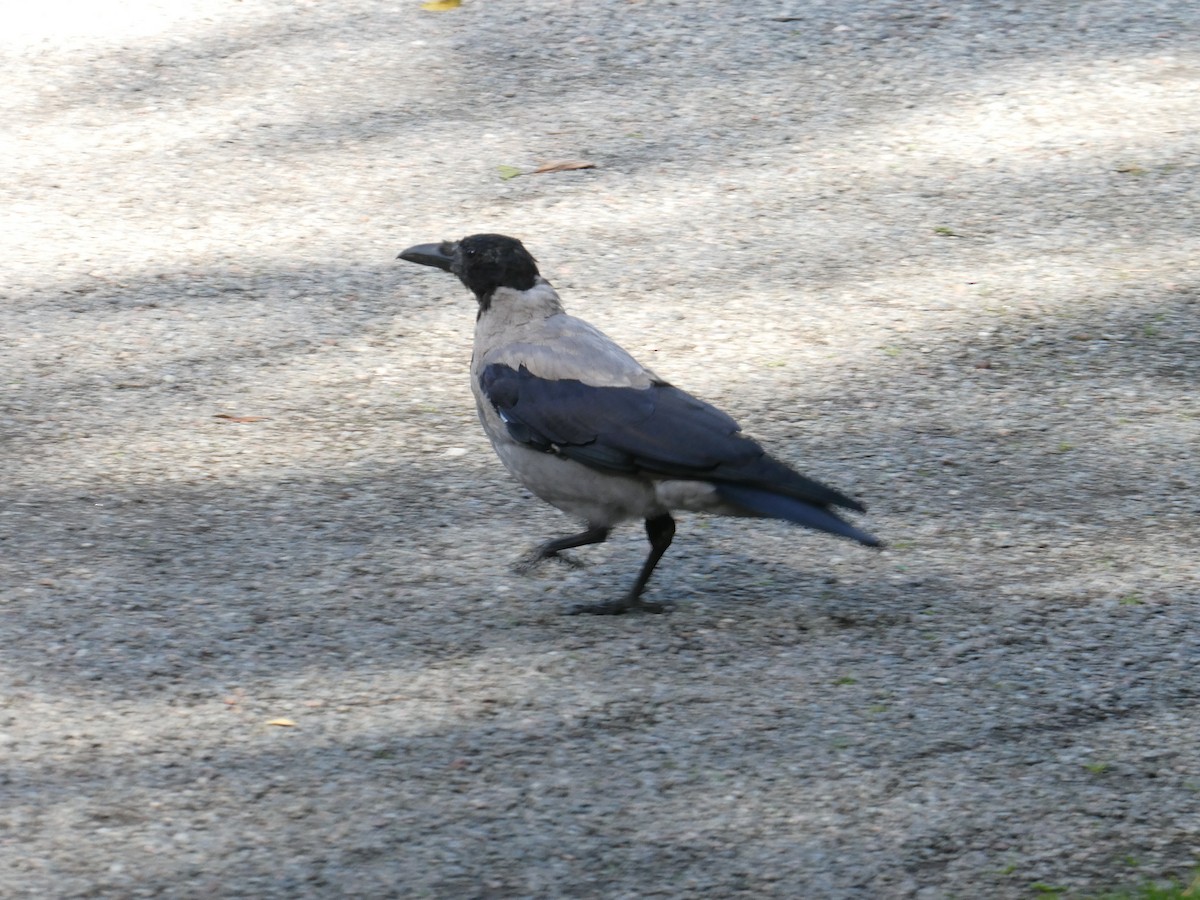 Hooded Crow - ML608725814