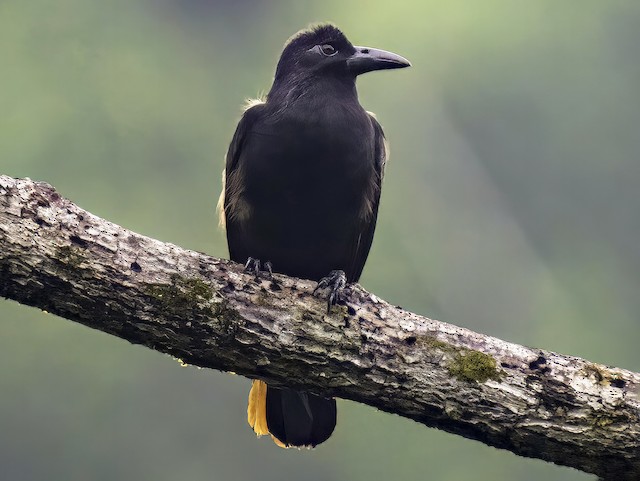 Photos - Obi Paradise-crow - Lycocorax obiensis - Birds of