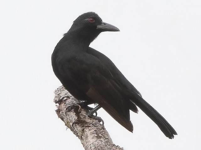 Photos - Obi Paradise-crow - Lycocorax obiensis - Birds of the World