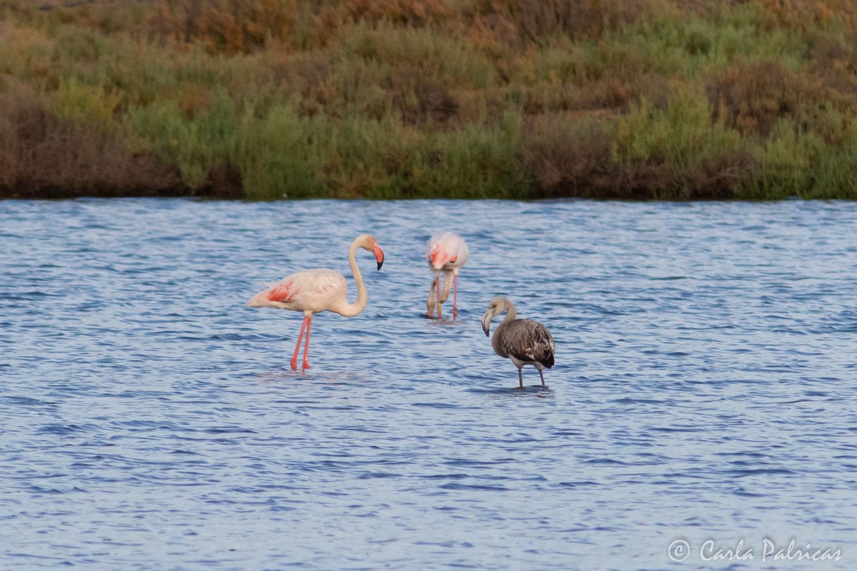 Greater Flamingo - ML608726022