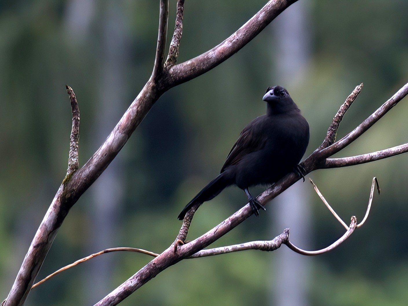 Halmahera Paradise-crow - eBird