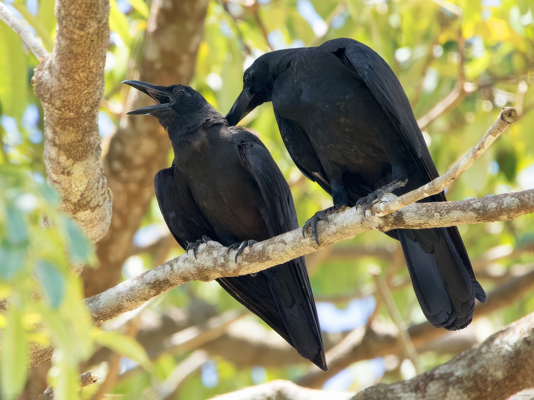 Slender-billed Crow - Ayuwat Jearwattanakanok