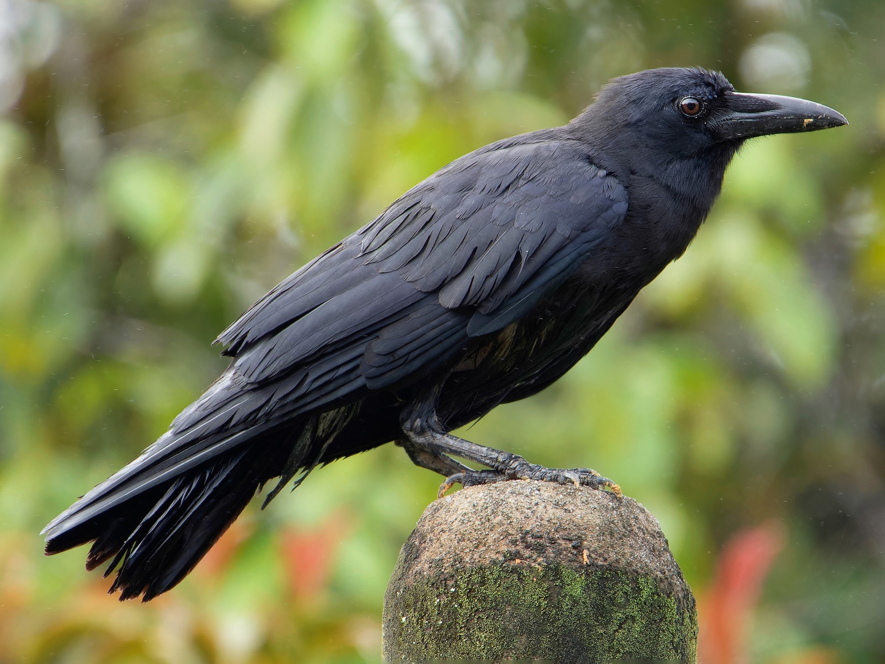 Slender-billed Crow - Ayuwat Jearwattanakanok