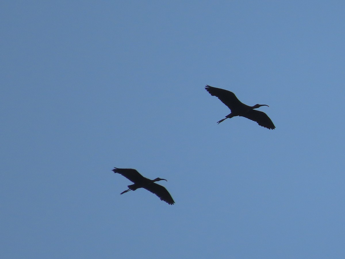 ibis hnědý - ML608726338