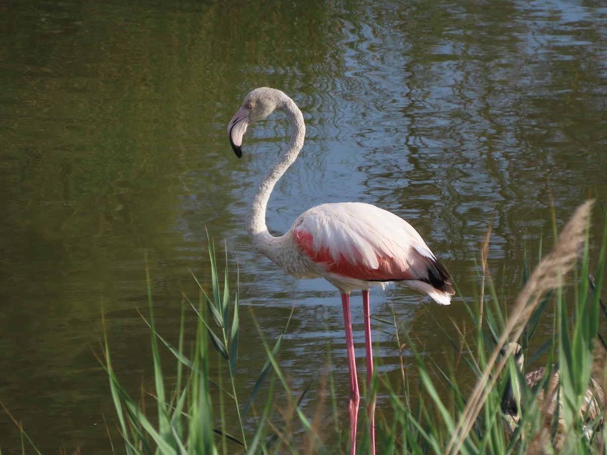 Greater Flamingo - Jack Noordhuizen