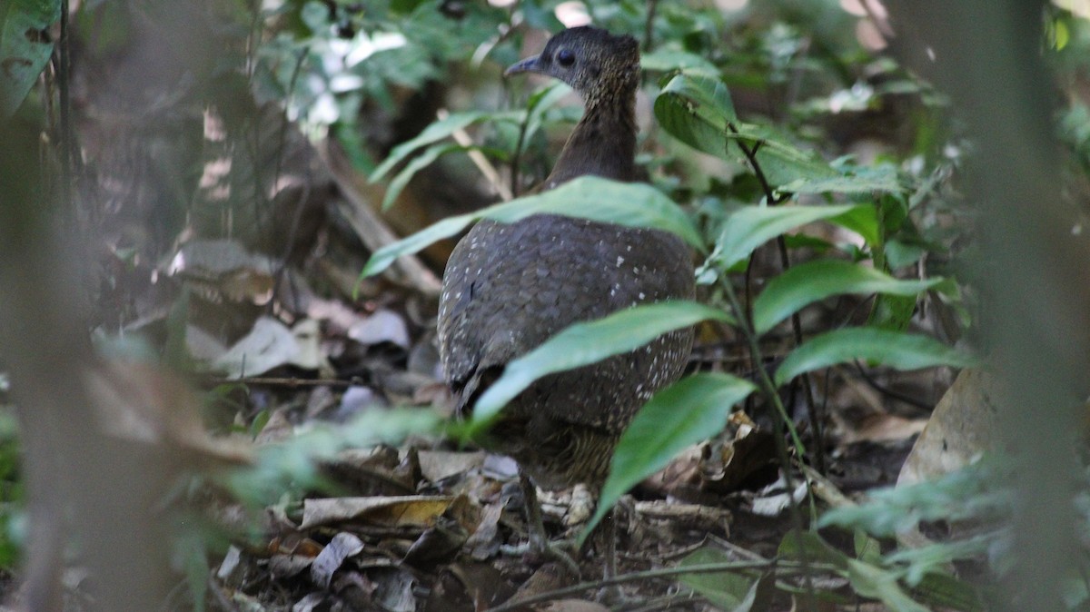 White-throated Tinamou - Martien Prins