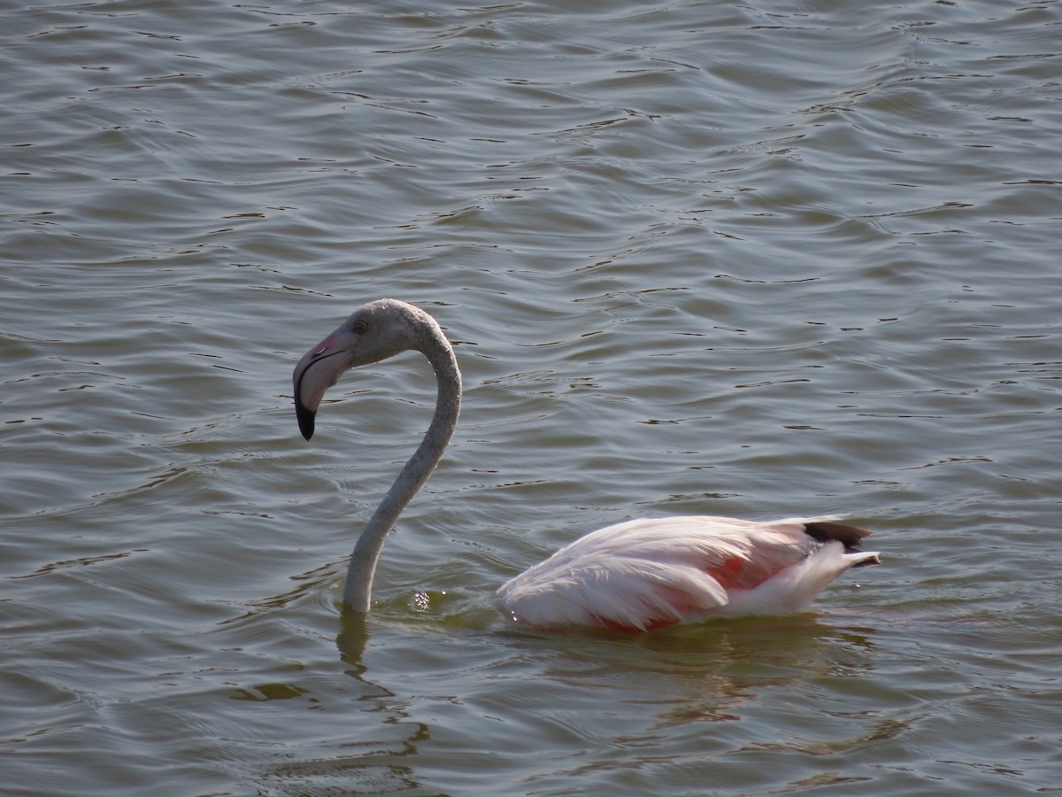 Greater Flamingo - Jack Noordhuizen