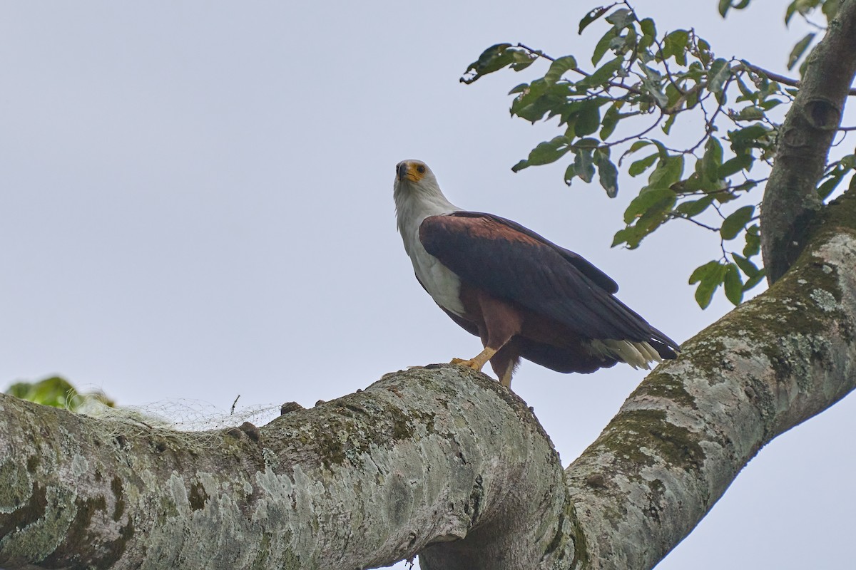 African Fish-Eagle - ML608727128
