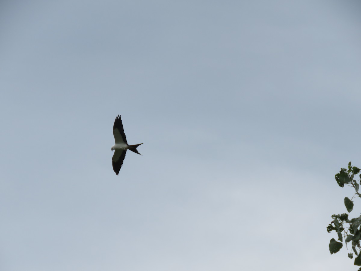 eBird Checklist 11 Sep 2023 Eagle Bluffs CA 21 species