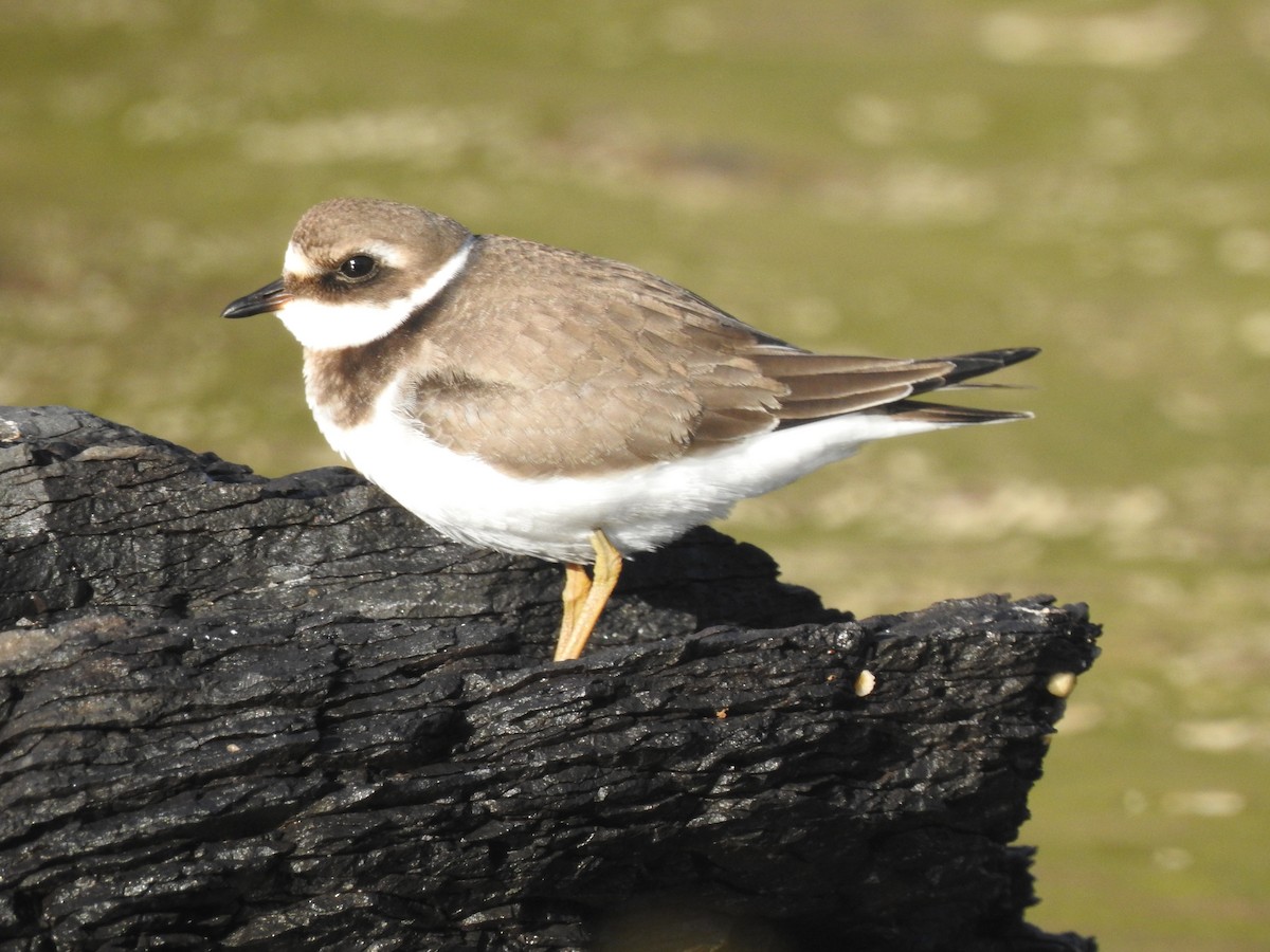Common Ringed Plover - ML608727872