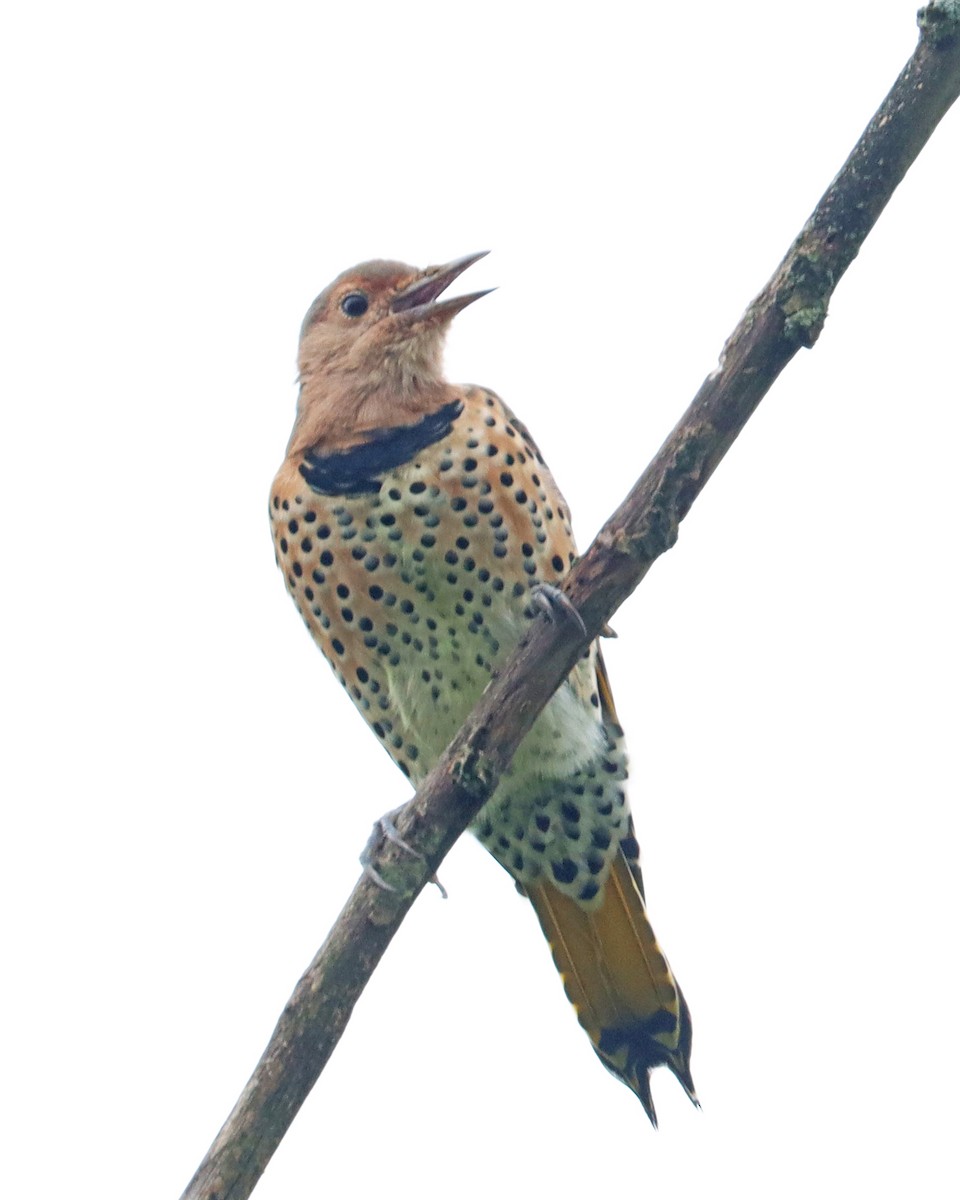 Northern Flicker (Yellow-shafted) - ML608728006