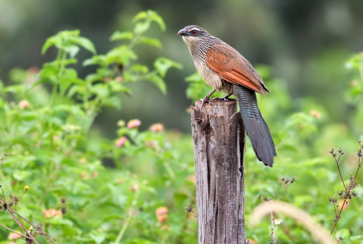 White-browed Coucal - ML608728065