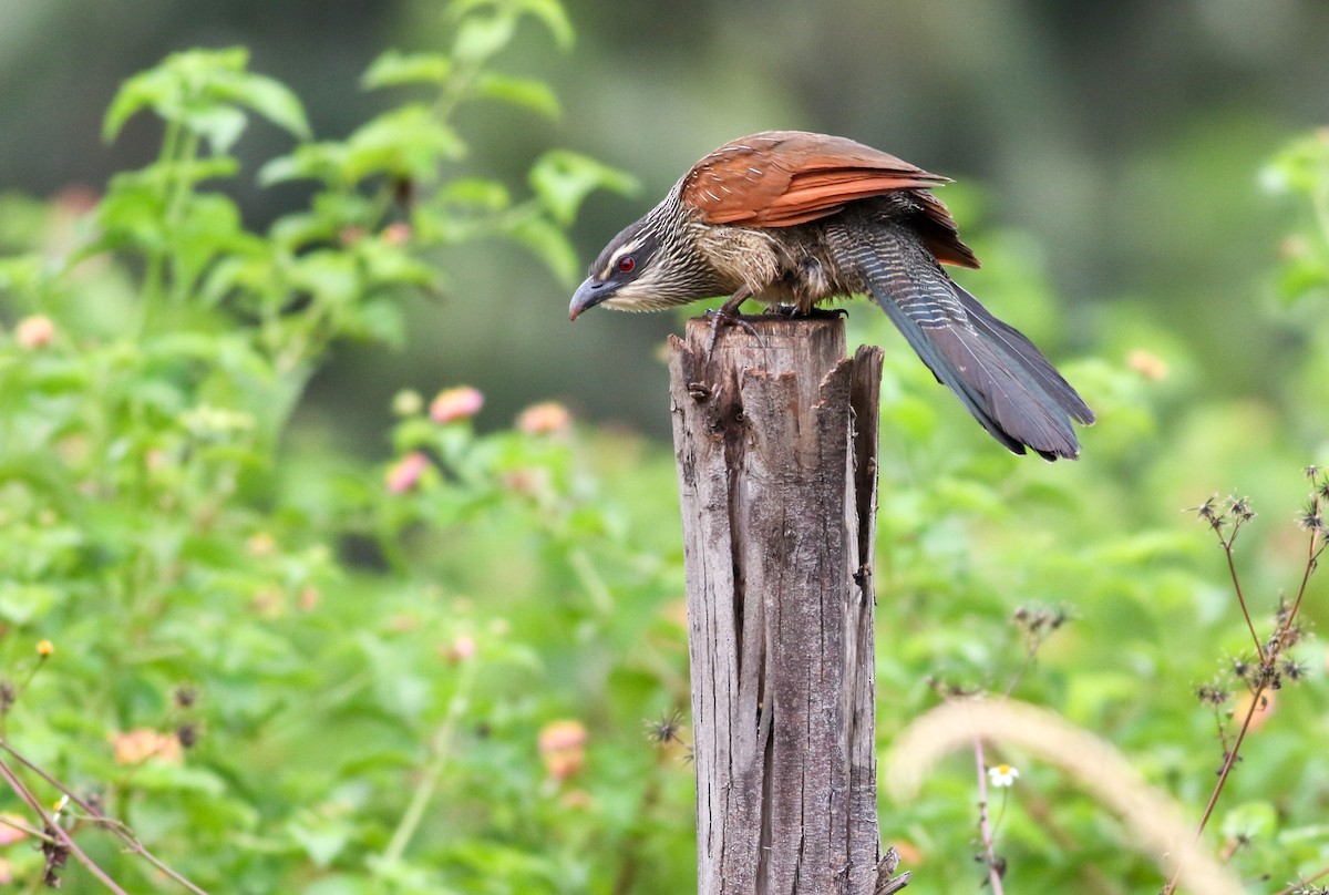 White-browed Coucal - ML608728066