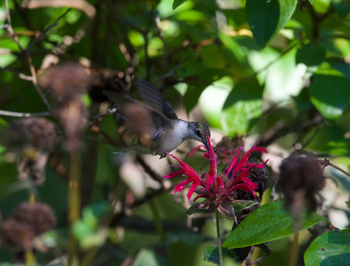 Ruby-throated Hummingbird - ML608728149