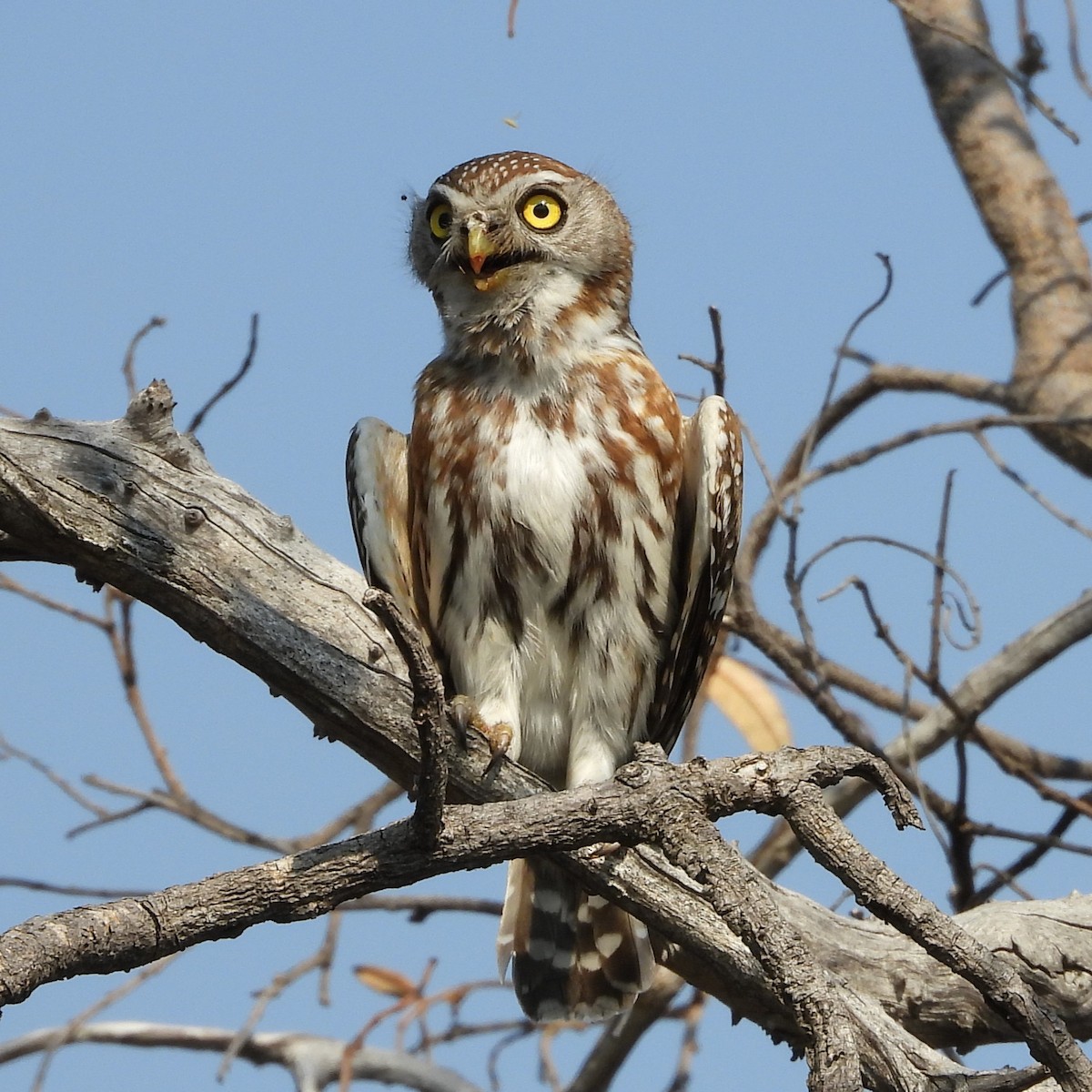 Pearl-spotted Owlet - ML608728443