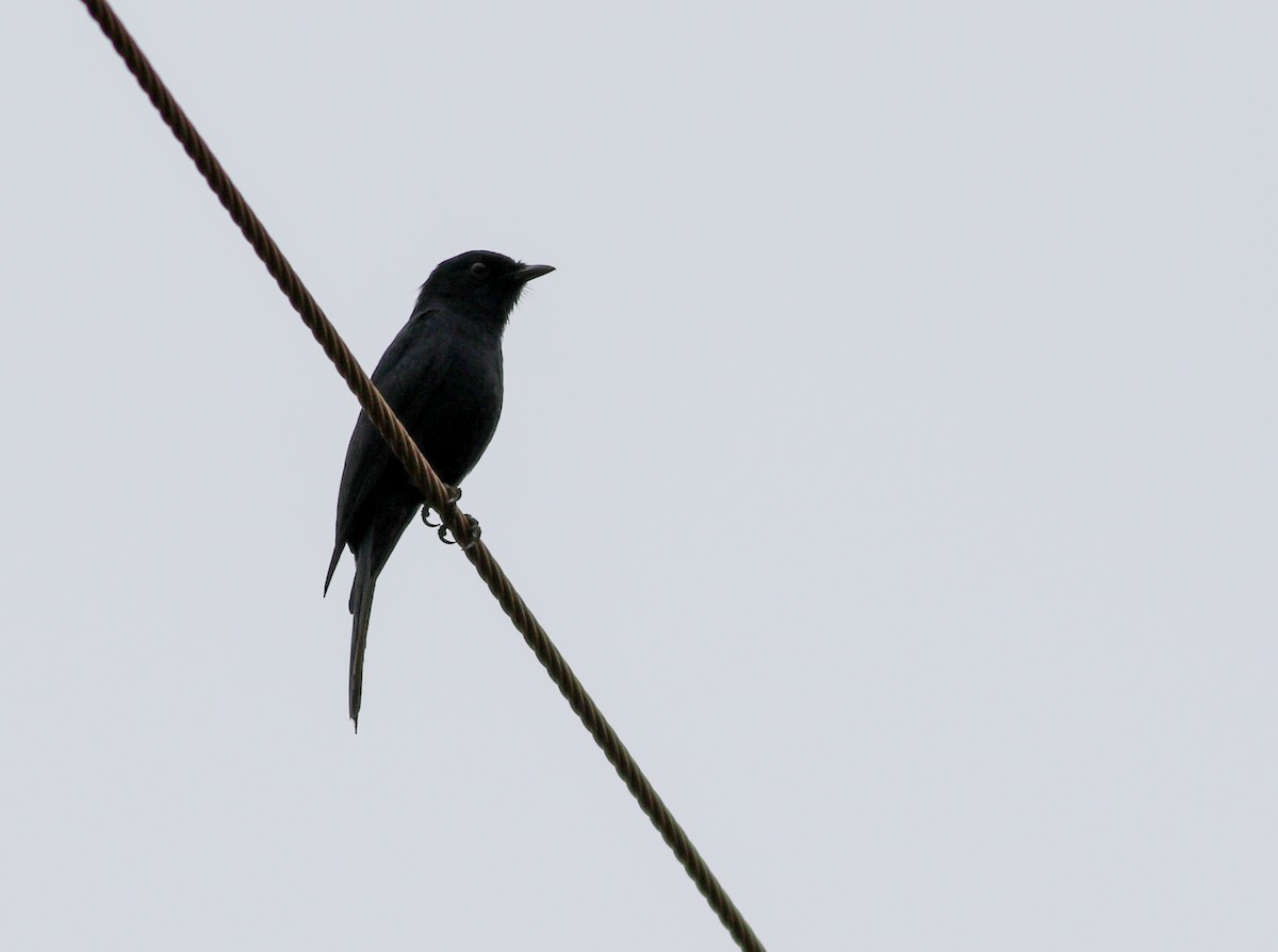 Fork-tailed Drongo - ML608728457