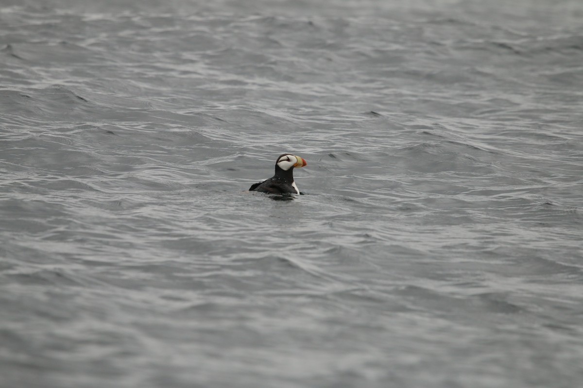 Horned Puffin - ML608728517