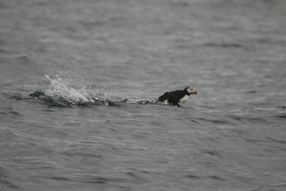 Horned Puffin - ML608728518