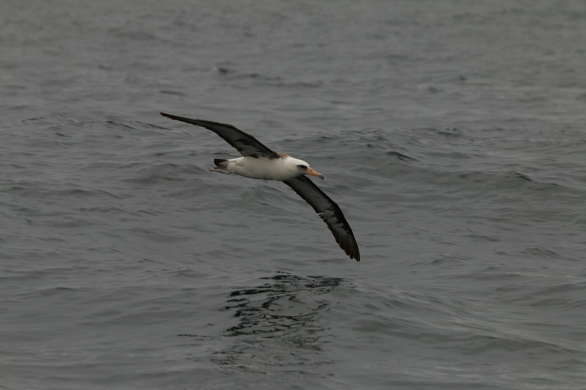 Laysan Albatross - Samuelle Simard-Provencal 🐋
