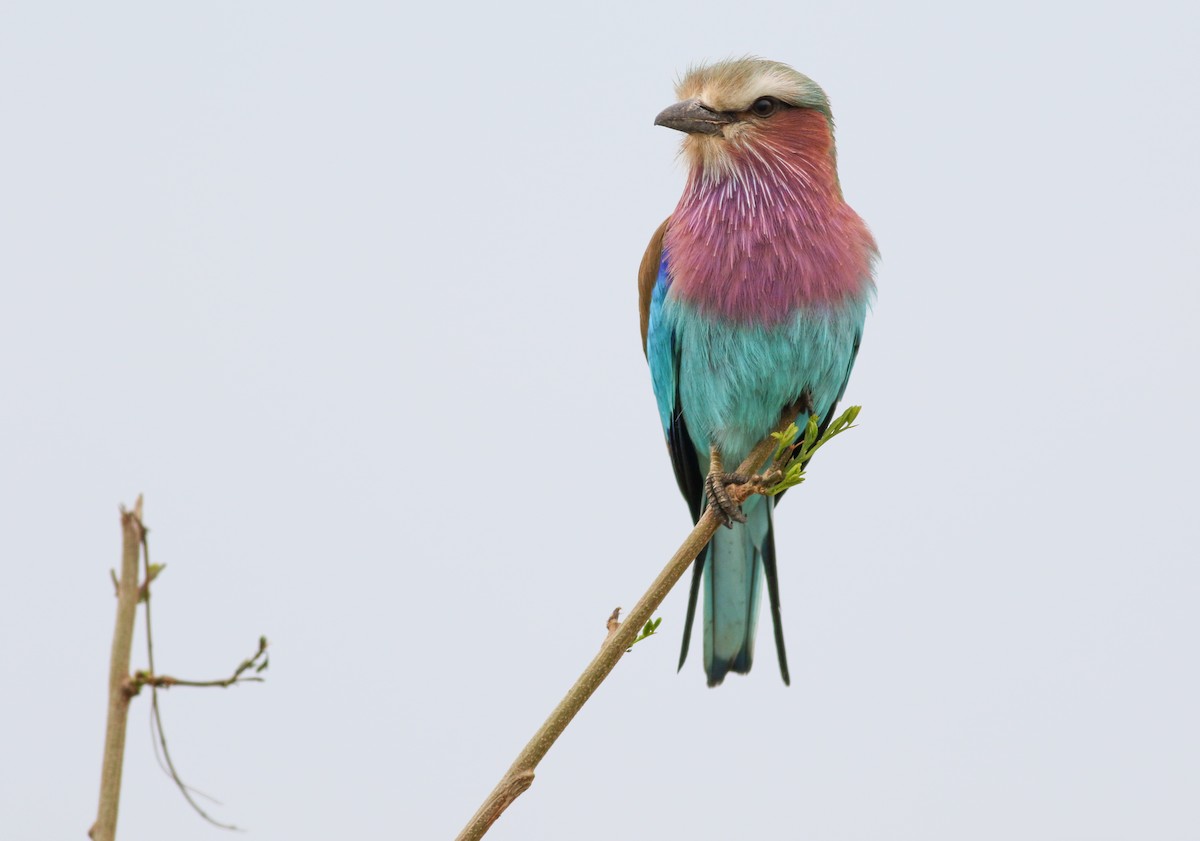 Lilac-breasted Roller - ML608728623