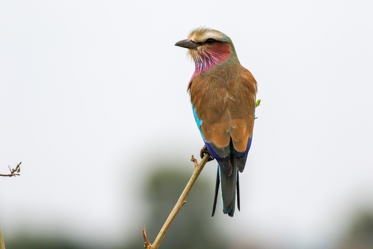 Lilac-breasted Roller - ML608728624